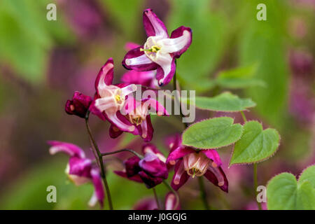 Blühende Epimedium rubrum Blume rot barrenwort Bischof Hut Blumen Stockfoto