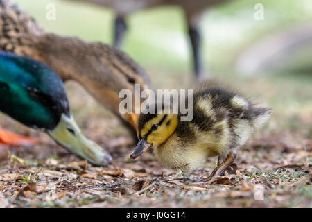 Niedliche Stockente Entlein (Anas Platyrhynchos) mit Elternvögel füttern Stockfoto