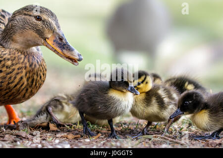 Niedliche Stockente Variable gefärbt Entenküken (Anas Platyrhynchos) mit Erwachsenen weiblichen Mama Stockfoto