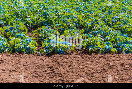 Kartoffeln mit Kupfersulfat besprüht. Kupfersulfat kann als Dünger oder Fungizid verwendet werden. Es wird allgemein von Gärtnern und kommerziellen Landwirte verwendet. Stockfoto