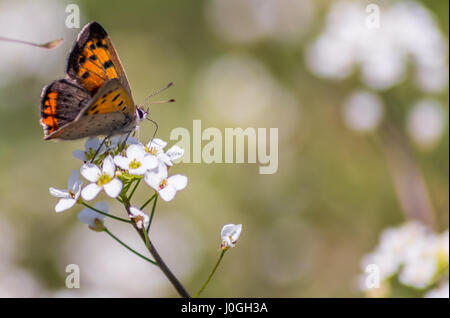 Makroaufnahme eines kleinen Kupfer Schmetterling. Stockfoto