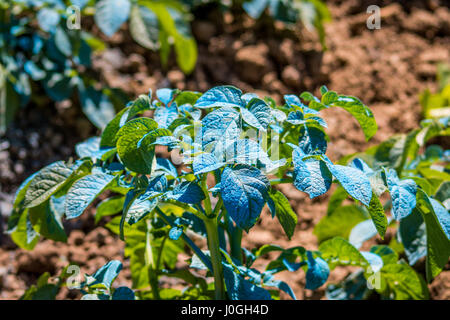 Kartoffeln mit Kupfersulfat besprüht. Kupfersulfat kann als Dünger oder Fungizid verwendet werden. Es wird allgemein von Gärtnern und kommerziellen Landwirte verwendet. Stockfoto