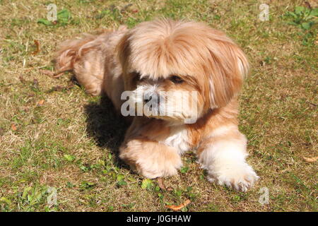 Lhasa Apso Festlegung auf Rasen Stockfoto