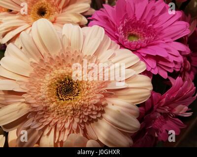 frische Gerbera Blume Stockfoto