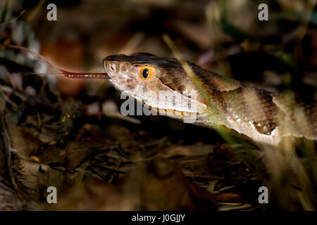 Texas Copperhead (Agkistrodon Contortrix Laticinctus) eine Verlängerung mit Kopf erhoben und Zunge heraus. Weiß, braun, Kupfer, schwarz und gelb Highlights o Stockfoto