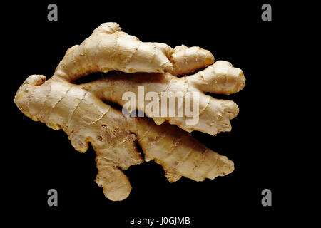 Ingwer-Wurzel. Nahaufnahme, isoliert auf schwarz. Stockfoto