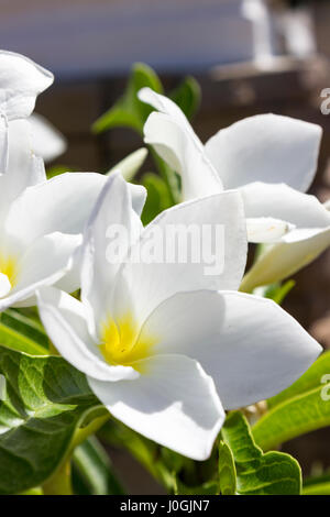 Gelbe-throated Frangipani-Blüten Stockfoto