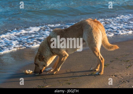 Obdachlosen Hund Stockfoto