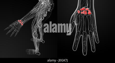 3D Rendering-Darstellung der menschlichen Handwurzelknochen Stockfoto