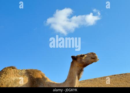 Porträt von Kamel in der Wüste der Himmelshintergrund. Negev, Israel. Stockfoto