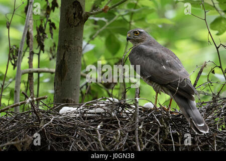 Sperber / Sperber (Accipiter Nisus), Weibchen mit Küken, Stand am Rande von seinem Nest über Schulter, Rückseite Blick beobachten. Stockfoto