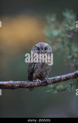 Eurasischen Zwergohreule Eule / Zwergohreule (Otus Zwergohreule), thront auf einem Ast einer Tanne, schönen Hintergrund, lustige Vögelchen. Stockfoto