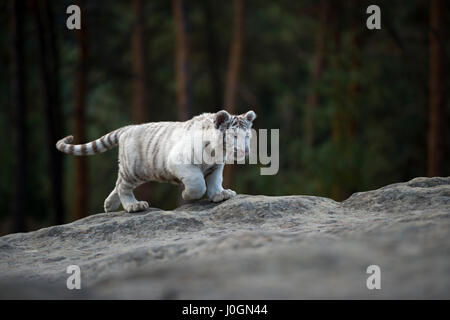 Royal Bengal Tiger / Koenigstiger (Panthera Tigris), weiße Morph, junges Tier, zu Fuß über die Felsen, Ganzkörper-Seitenansicht, natürlichen Umgebung. Stockfoto