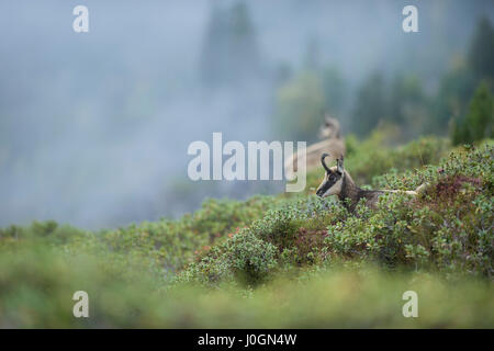 Alpine Gemsen / Gaemse (Rupicapra Rupicapra), ruht in bunte alpine Vegetation, Schweizer Alpen, Tierwelt, nebligen Tag im Herbst. Stockfoto