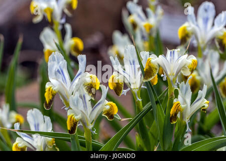 Iris Iris warleyensis Warlsind, hybrid x Iris aucheri, in der Blüte, weiß gelbe Iris, Blüten Farbe Kombination Stockfoto