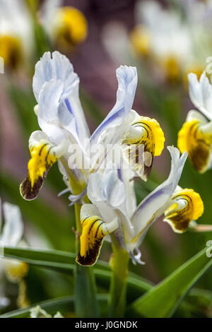 Iris Iris warleyensis Warlsind, hybrid x Iris aucheri, in der Blüte, weiß gelbe Iris, Blüten Farbkombination Iris Juno Stockfoto