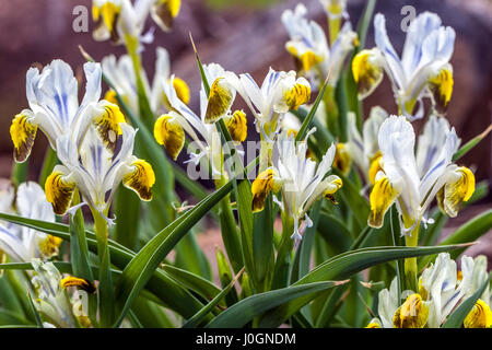 Iris Iris warleyensis Warlsind, hybrid x Iris aucheri, in der Blüte, weiß gelb Blumen Farbe Kombination Stockfoto