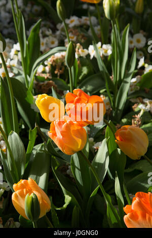 Bunte Tulpen. Stockfoto