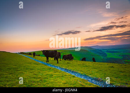Die South Downs-Landschaft bei Devil es Dyke in der Nähe von Brighton in East Sussex, England Stockfoto