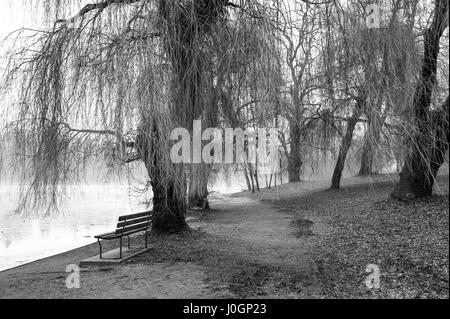 Geheimnisvolle Trauerweiden am Ufer im Nebel. Stockfoto