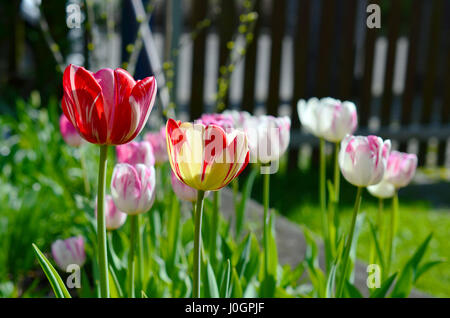 Rote Tulpen in hellem Sonnenlicht mit weißen und rosa Tulpen im Hintergrund Stockfoto