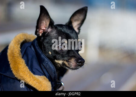 kleiner Hund Winterjacke kalt im Winter. Stockfoto