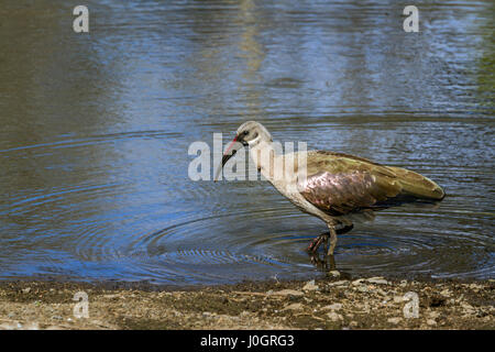 Hadada Ibis im Krüger-Nationalpark, Südafrika; Specie Bostrychia Hagedash Familie der Threskiornithidae Stockfoto