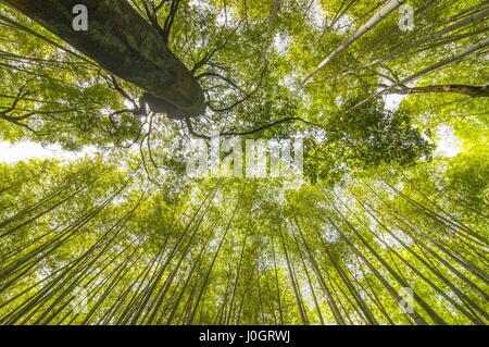 Bambus-Wald mit Sky at Arashiyama, Kyoto, Japan. Stockfoto