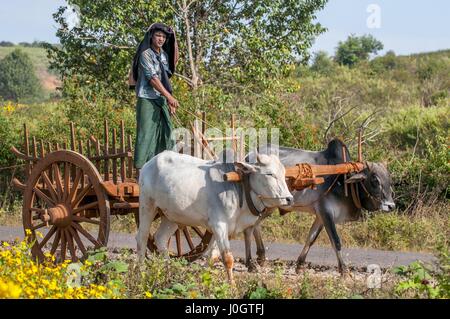 Burmesische ländlichen Mann fahren Holzkarren mit Heu auf staubigen Straße, gezogen von zwei weißen Büffel. Ländliche Gegend und traditionelles Dorfleben in Birma-Graf Stockfoto