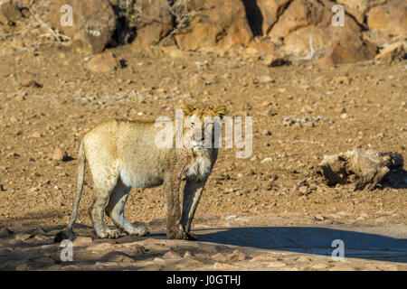 Afrikanischen Löwen im Krüger-Nationalpark, Südafrika; Spezies Panthera Leo Familie felidae Stockfoto