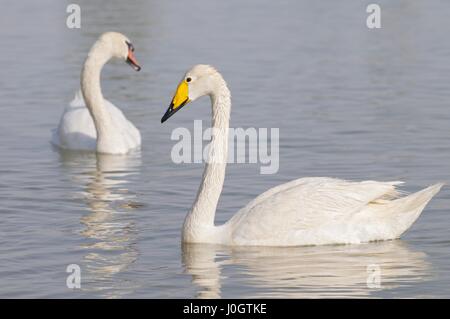 Singschwäne (Cygnus Cygnus) schwimmen an einer Lagune Oase Al Qudra Seen in der Wüste in den Vereinigten Arabischen Emiraten in Arabien Stockfoto