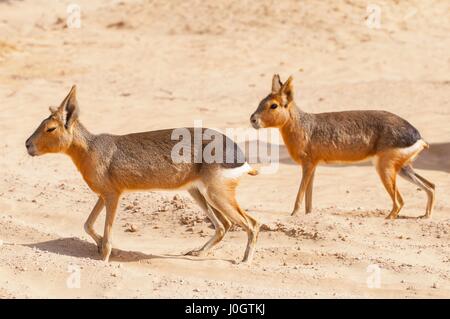 Die patagonischen Mara (Dolichotis Patagonum) Oase Lagune Al Qudra Seen in der Wüste in den Vereinigten Arabischen Emiraten in Arabien Stockfoto