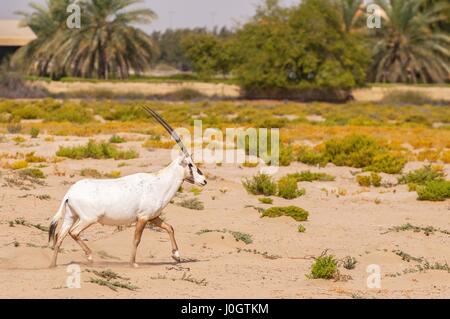 Vom Aussterben bedrohten arabischen Oryxes (Oryx Leucoryx) in Dubai Desert Conservation Reserve, Vereinigte Arabische Emirate. Stockfoto