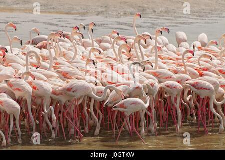 Rosa Flamingos in der Lagune Ras al Khor in Dubai, Vereinigte Arabische Emirate. Stockfoto