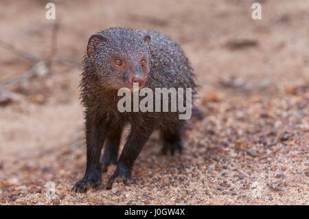 Ruddy Mongoose (Herpestes Smithii) in Yala Nationalpark in Sri Lanka Stockfoto