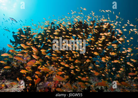 Lyretail Anthias über Coral Reef, Pseudanthias Squamipinnis, Süd Male Atoll, Malediven Stockfoto