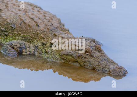 Die Salzwasser-Krokodil (Crocodylus Porosus), auch bekannt als das Leistenkrokodil, Indo-Pazifik Krokodil, Yala-Nationalpark, Sri Lanka Stockfoto