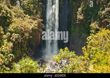 Thomsons verliebt sich in Kenia Afrika Stockfoto