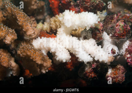 Gebleichte Korallen Riff obenauf, Nord Male Atoll, Malediven Stockfoto