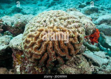 Gebleichte Korallen Riff obenauf, Nord Male Atoll, Malediven Stockfoto