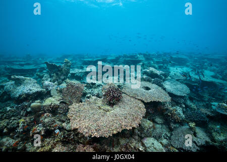 Gebleichte Korallen Riff obenauf, Nord Male Atoll, Malediven Stockfoto