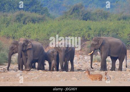 Herde von wilden asiatischen Elefanten (Elephas Maximus) im Corbett-Nationalpark, Indien Stockfoto