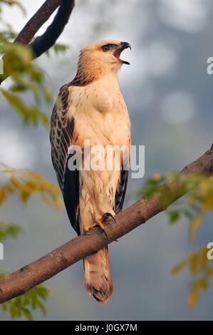 Jungen veränderbar Falke-Adler oder crested Falke-Adler (Nisaetus Cirrhatus) ein Raubvogel in Jim Corbett Nationalpark, Indien. Stockfoto