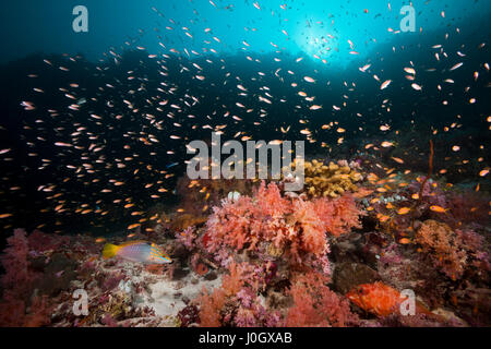 Farbige Korallen Riff, Felidhu Atoll, Malediven Stockfoto