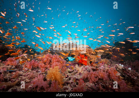 Farbige Korallen Riff, Felidhu Atoll, Malediven Stockfoto