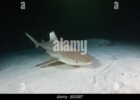 Schwarzspitzen-Riffhaie, Carcharhinus Melanopterus, Felidhu Atoll, Malediven Stockfoto