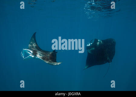 Reef Manta, Manta alfredi, Nord Male Atoll, Malediven Stockfoto