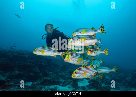 Schwarm von orientalischen Süßlippen, Plectorhinchus Vittatus, Nord Male Atoll, Malediven Stockfoto