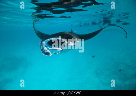 Riff Manta, Manta Alfredi, Felidhu Atoll, Malediven Stockfoto