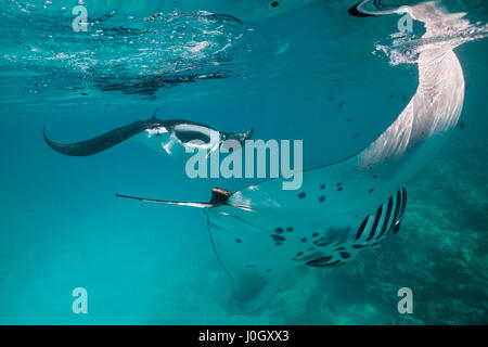 Riff Manta, Manta Alfredi, Felidhu Atoll, Malediven Stockfoto